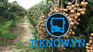 Vườn nhãn cổ Bạc Liêu