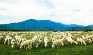 Đồng cừu An Hòa điểm đến mới lạ với du khách khám phá du lịch Ninh Thuận